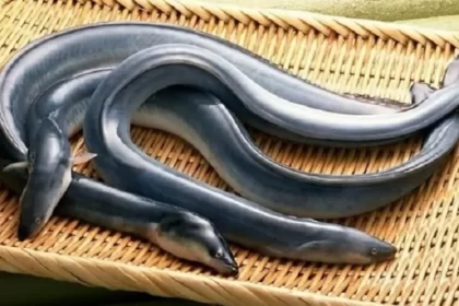 Sidat ikan bertubuh panjang yang kerap disangka belut.