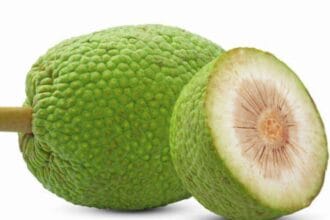 Sukun buah yang bisa diolah dn memiliki banyak manfaat.