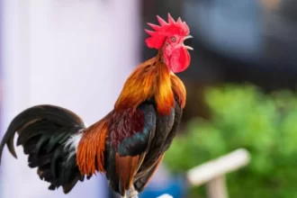 Ayam jantan berkokok