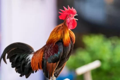 Ayam jantan berkokok