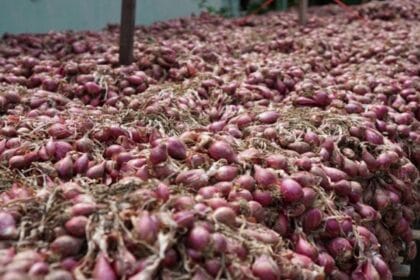 Bawang Merah Brebes sangat dikenal senusantara.