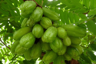 Celincing atau belimbing wuluh yang memiliki manfaat besar.