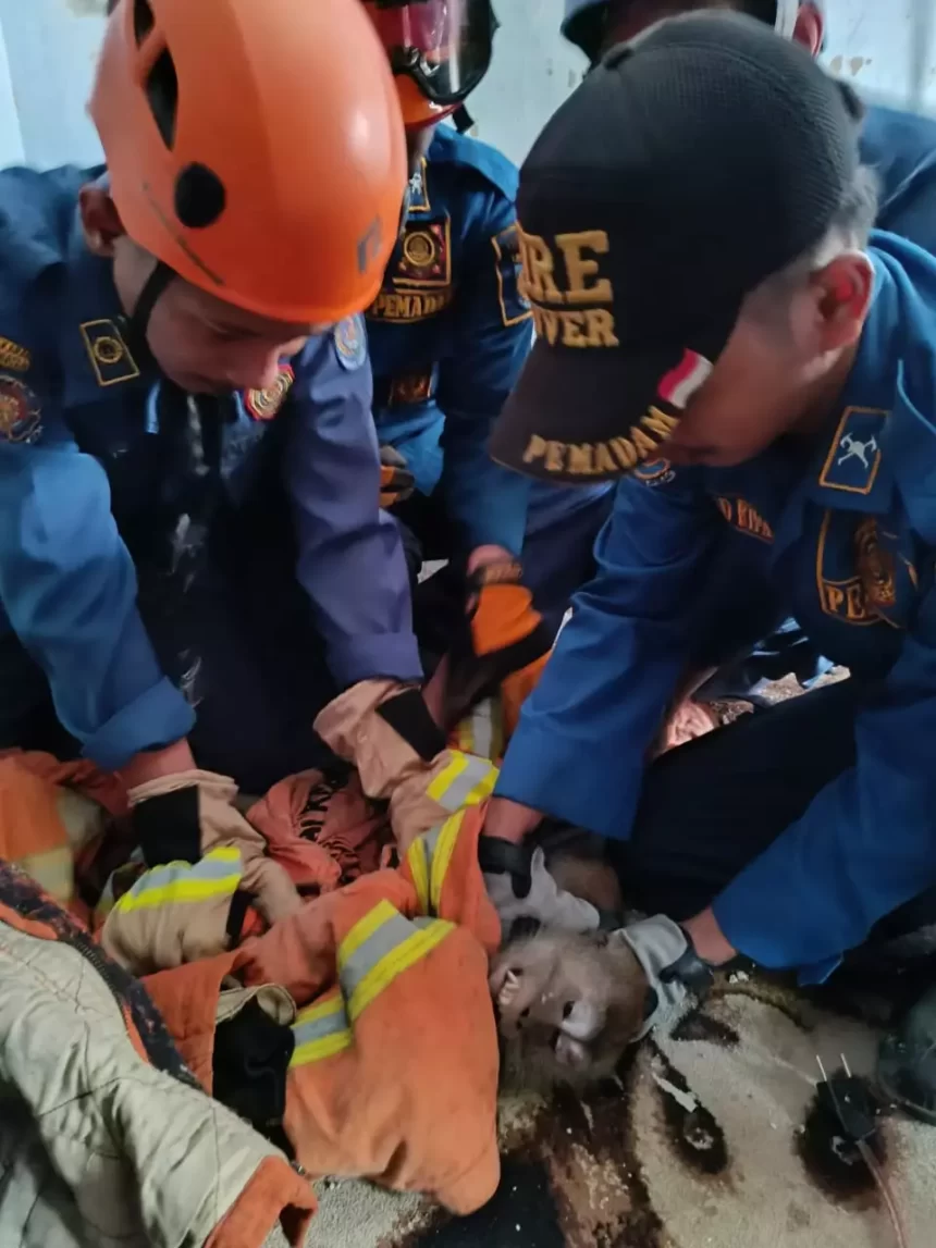 Dinas Damkar dan Penyelamatan Kota Depok Himbau Warga Waspada Terhadap Hewan Liar yang Masuk Pemukiman 1 Damkar dan Penyelamatan Kota Depok Menghimbau Agar Masyarakat Waspada Dengan Hewan Liar