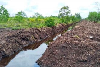 Indonesia memiliki lahan gambut cukup luas.