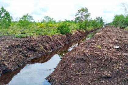 Indonesia memiliki lahan gambut cukup luas.