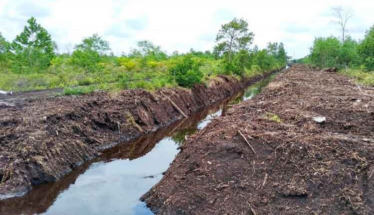 Indonesia memiliki lahan gambut cukup luas.