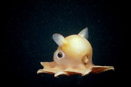 Gurita Dumbo merupakan spesies dari laut dalam.