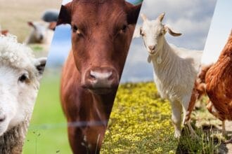 Peringatan Hari Hewan Ternak memiliki alasan tersendiri.