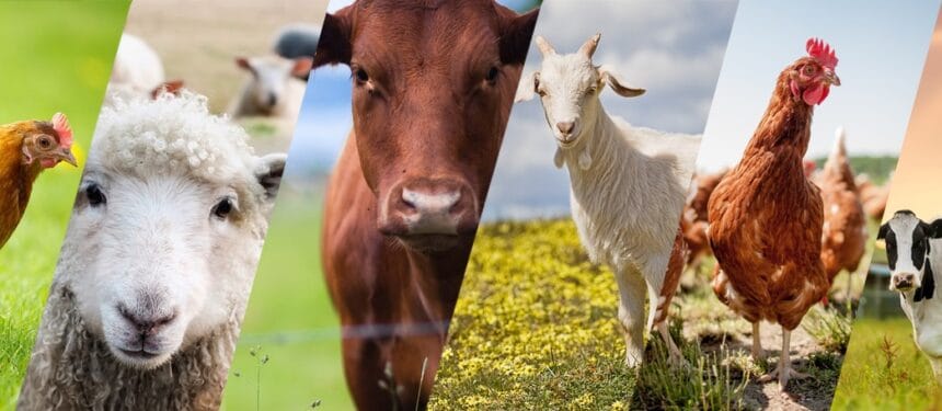 Peringatan Hari Hewan Ternak memiliki alasan tersendiri.