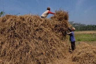 Jerami bisa berguna untuk kesuburan tanah.