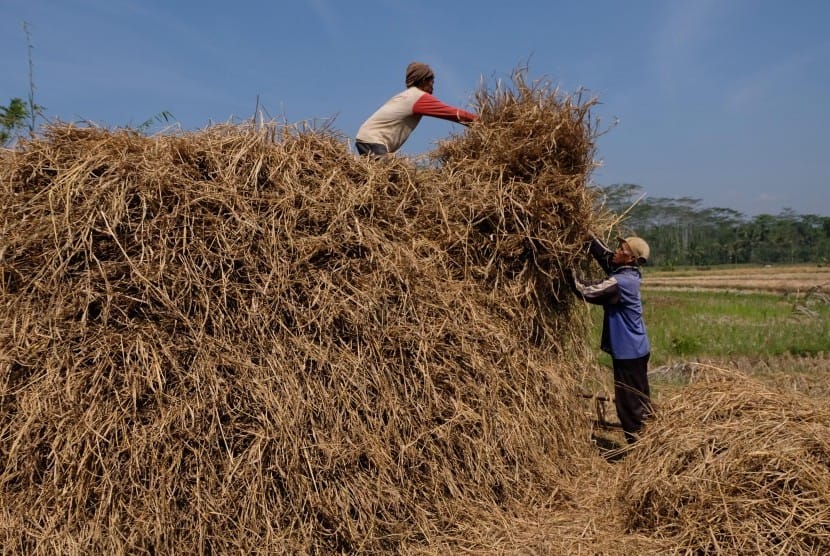 Jerami bisa berguna untuk kesuburan tanah.