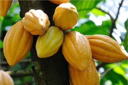 Budidaya kakao untuk pemula.