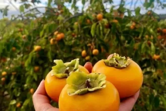 Kesemek memiliki banyak manfaat.