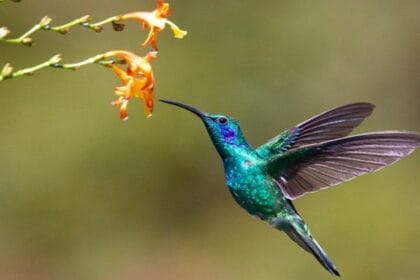 Kolibri, burung kecil dengan kelebihan luar biasa.