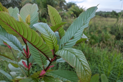 Kratom terindikasi sebagai narkoba baru yang mesti diwaspadai.