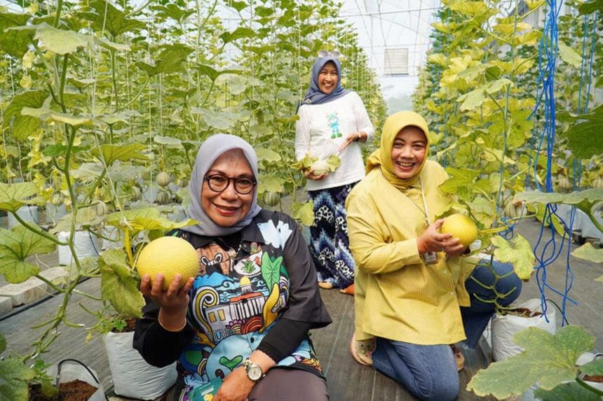 Bangun Agrowisata Menarik, Bogor Tingkatkan Potensi Perkebunan "Made Fresh" 1 Kunjungan Sekda ke Wilayah Bogor Utara Untuk Melihat Potensi Melon Made Fresh