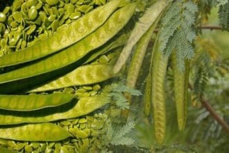 Lamtoro Petai China yang kaya manfaat.