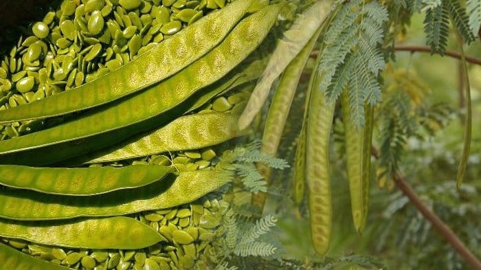 Lamtoro Petai China yang kaya manfaat.