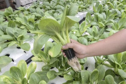 Pakcoy Sayuran Hijau Hidroponik