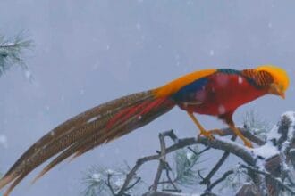 Phoenix, burung legenda yang ada di dunia nyata.