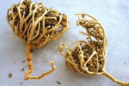 Rumput Fatimah kerap jadi oleh-oleh setelah pulang dari Tanah Suci.