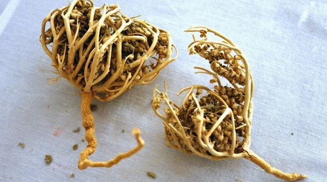 Rumput Fatimah kerap jadi oleh-oleh setelah pulang dari Tanah Suci.