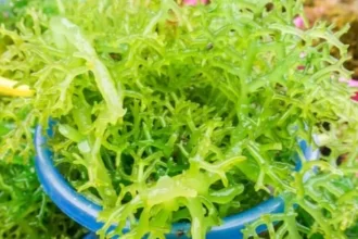 Rumput laut Indonesia dikenal memiliki kualitas baik.