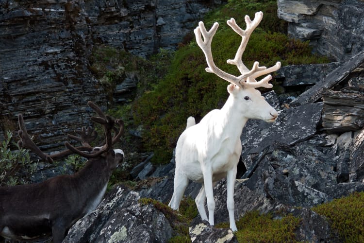 Rusa Albino, Cantik tapi Menyedihkan - linimassa.id