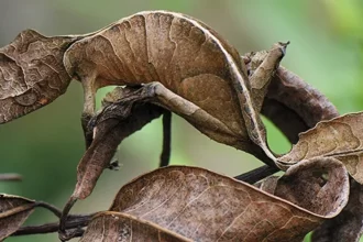 Satanic Leaf Tailed Gecko.