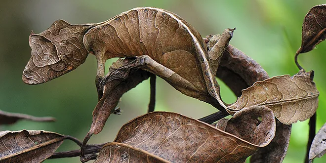 Satanic Leaf Tailed Gecko.