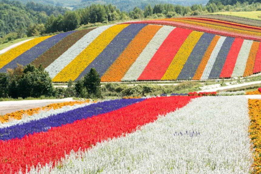 Shikisai no Oka, taman bunga indah di Jepang.