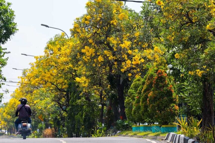 Tabebuya yang cantik ditanam di pinggir jalan.