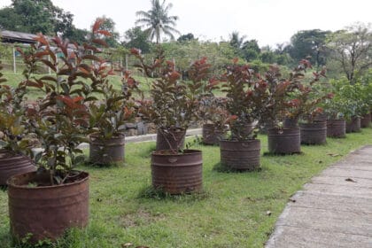 Tabulampot, solusi menanam di lahan ruamah yang terbatas.