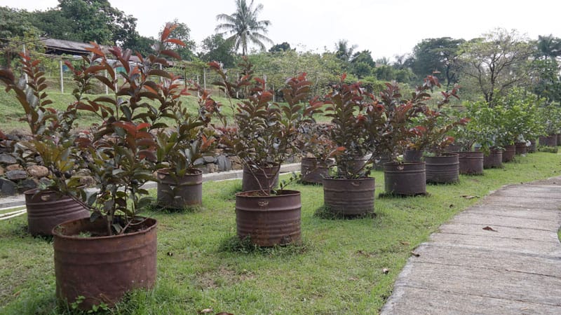 Tabulampot, solusi menanam di lahan ruamah yang terbatas.