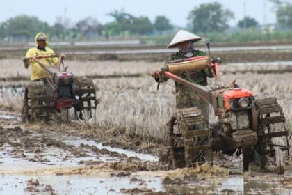 Ilustrasi balapan traktor Thailand.