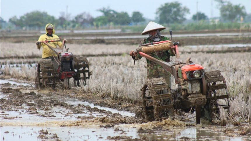 Ilustrasi balapan traktor Thailand.