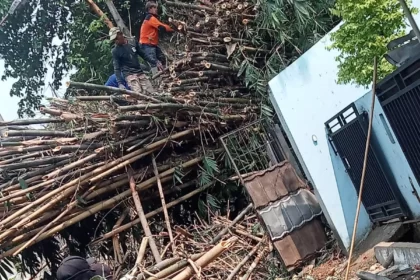 Evakuasi Bambu Sepanjang 15 Meter e1699363632433