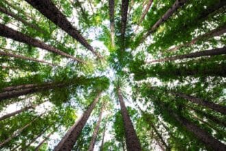 Hari pohon sedunia. (Foto : Green Queen)