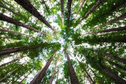 Hari pohon sedunia. (Foto : Green Queen)