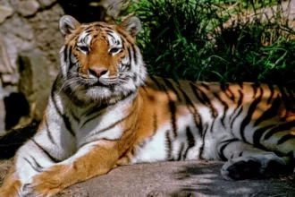 Apakah hewan liar boleh dipelihara? (Foto : Tiger Tribe)