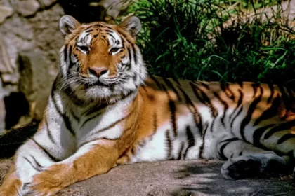 Apakah hewan liar boleh dipelihara? (Foto : Tiger Tribe)