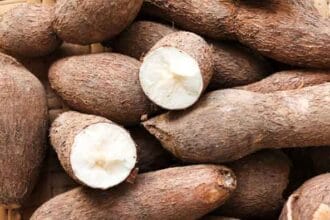 Konsesi Singkong Indonesia dan Inggris