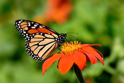 Kupu Kupu Raja memiliki kemampuan migrasi luar biasa. (Foto : iStock)