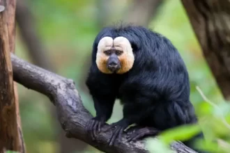 Saki monyet berwajah putih.