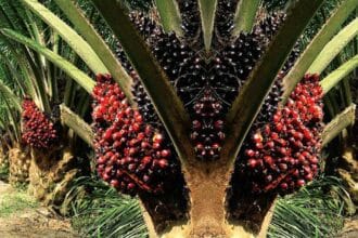 Kelapa swait menjadi komoditi andalan Indonesia. (Foto : Global Planet News)