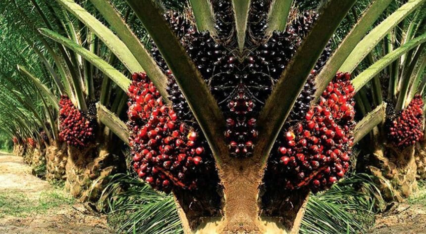 Kelapa swait menjadi komoditi andalan Indonesia. (Foto : Global Planet News)