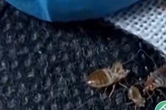 Wabah kutu busuk menyarang dunia.