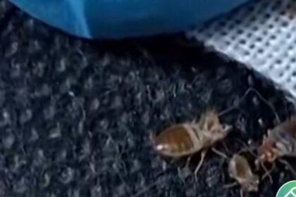 Wabah kutu busuk menyarang dunia.