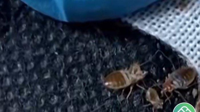 Wabah kutu busuk menyarang dunia.