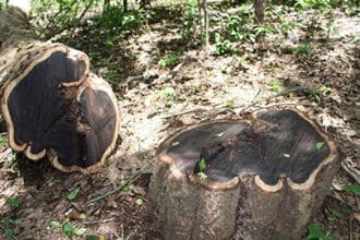 African Blackwood kayu berwarna hitam dengan harga mahal. (Foto : Casa Indonesia)